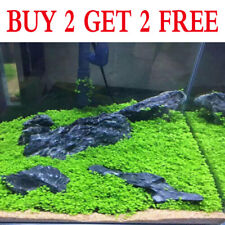 Aquarium plant seeds for sale  Shipping to Ireland