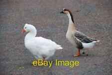Foto 6x4 aves acuáticas, Antrim Antrim\/J1685 A ganso doméstico (izquierda) y c2007 segunda mano  Embacar hacia Argentina