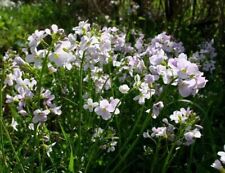 British wildflower plug for sale  LEICESTER