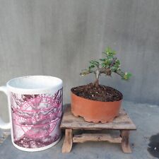 mini tree for sale  BANGOR