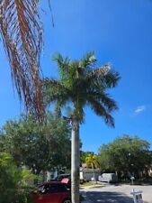 Royal palm tree for sale  Bradenton