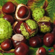 Rare horse chestnut for sale  USA