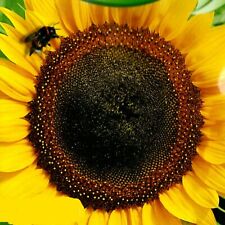 Sonnenblume riesen sonnenblume gebraucht kaufen  Aulendorf