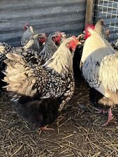 Silver laced orpington for sale  ASHFORD