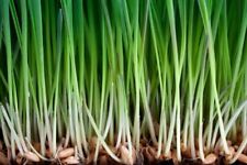 Wheat grass seed for sale  High Point