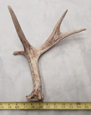 Real moose antler for sale  USA