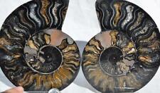 Large black ammonite for sale  Plano