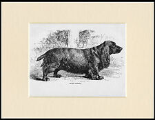 Field spaniel antique for sale  COLEFORD