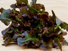 Red oakleaf lettuce for sale  PRESTON