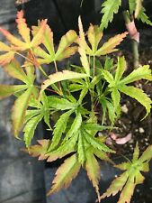 Japanese maple wou for sale  Woodburn