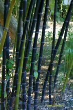 Black bamboo phyllostachys for sale  Breaux Bridge