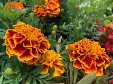 French marigold sparky for sale  GRIMSBY