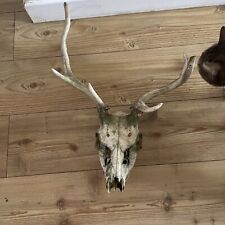 Young stag male for sale  CRAWLEY