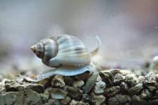 Nassarius snail sand for sale  BIRMINGHAM