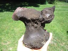 Mastodon calcaneum ankle for sale  Tallahassee