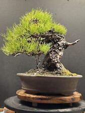 Japanese black pine for sale  Pittsburgh