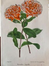 Illustration botanique fleur d'occasion  Valence-d'Albigeois