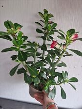 Adenium obesum anouk for sale  WOLVERHAMPTON