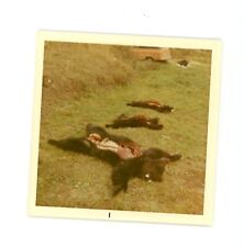 Osos muertos. foto a color de caza instantánea vintage post mortem segunda mano  Embacar hacia Mexico