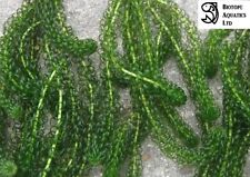 Bunched leaded elodea for sale  DRONFIELD