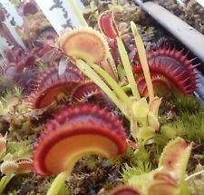 Plantes carnivores dionaea d'occasion  Remiremont