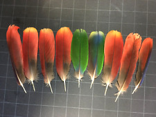 macaw feathers for sale  Morton Grove