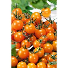 Tomato figiel 50 for sale  SALISBURY