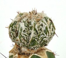 Astrophytum cv HANNYA (grafted) L18 usato  Napoli