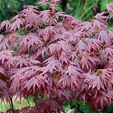 Acer palmatum atropurpureum for sale  UK