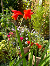 Crocosmia lucifer perennial for sale  HIGH WYCOMBE