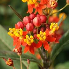 Dozen seeds monarch for sale  Bartow