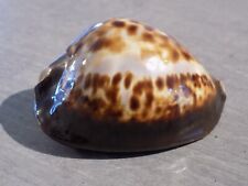 Shell: NEW CYPRAEA ZOILA THERSITES 79mm S/AUSTRALIA for sale  Shipping to South Africa