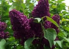 Live french lilac for sale  Eugene