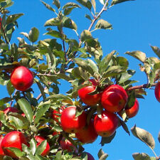 Pommier gala malus d'occasion  Pouzauges