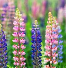 300 graines lupins d'occasion  Dardilly
