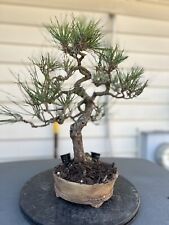 japanese black pine for sale  Silver Spring