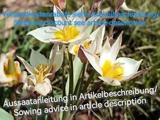 Tulipa turkestanica turkestan gebraucht kaufen  Langenfeld (Rheinland)