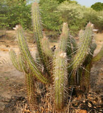 Pilosocereus gounellei HU126 SEEDS for sale  Shipping to South Africa