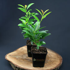 10 pezzi pianta da siepe alloro ciliegio, siepe Prunus laurocerasus Etna resistente usato  Spedire a Italy