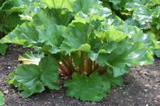 Victoria rhubarb roots. for sale  Weyauwega