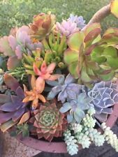 100 mixed fresh for sale  Dana Point