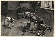 Bloodhound bulldog english for sale  UK
