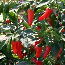 Vegetable apache hot for sale  HIGH WYCOMBE