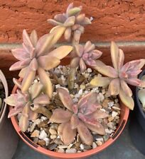 Graptosedum darley sunshine for sale  HULL