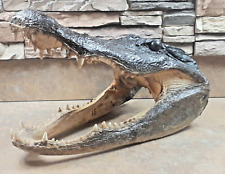 Real alligator head for sale  Sarasota
