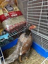 Aseel hatching eggs for sale  ROTHERHAM