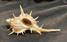 Muricidae Siratus Articulatus 59.1mm Mona Isl, Puerto Rico for sale  Shipping to South Africa