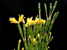 Rhipsalis~Dancing Bones~Hatiora (Cactus) salicornioides~ 3+ cuttings ～Starter for sale  Shipping to South Africa