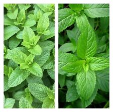 Mint seeds 1000 for sale  Buffalo