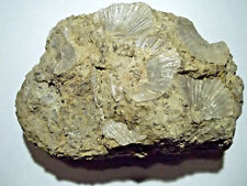 Fossile pecten subbenedictus. d'occasion  Gap